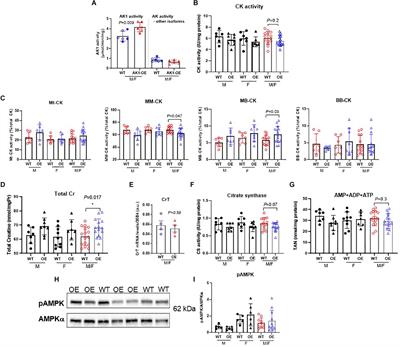 Subtle Role for Adenylate Kinase 1 in Maintaining Normal Basal Contractile Function and Metabolism in the Murine Heart